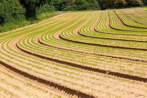 Carrot seedlings growing in curved lines around field
