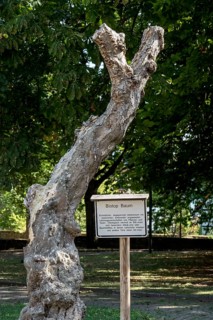 Biotope tree