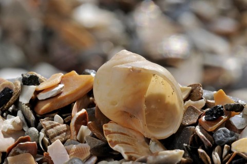 Alder's moon snail