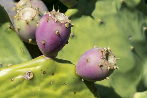 Indian fig