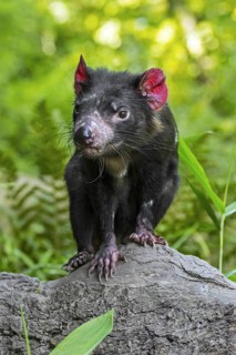 Tasmanian devil