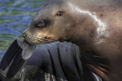 Steller sea lion