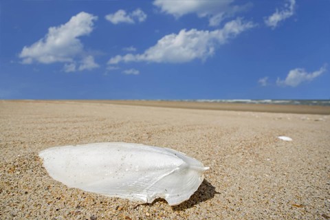 Cuttlebone washed ashore on sandy beach