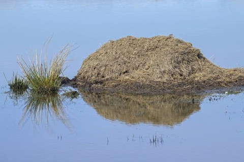 Muskrat