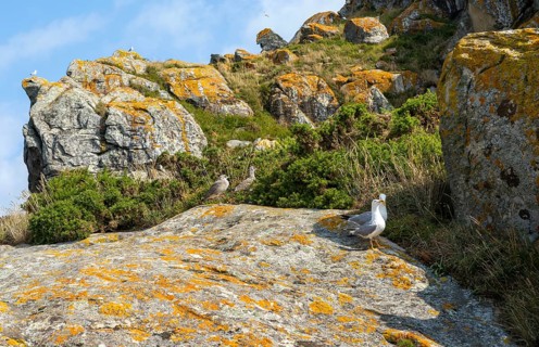 Yellow-legged gull 'Larus Michahellis. Atlantic Islands Galicia Maritime Terrestrial National Park