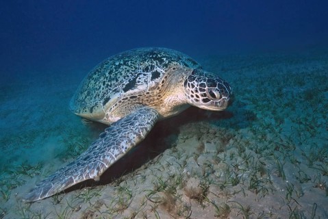 Large specimen of green turtle