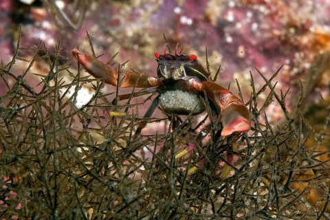 Symbiotic behaviour of crab Black coral crab