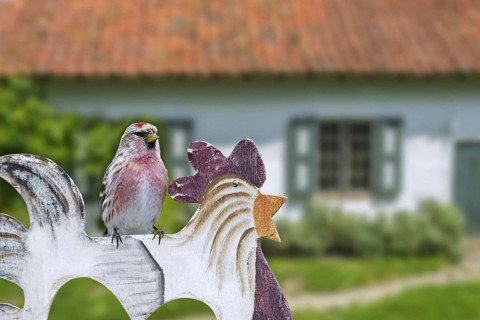 Common redpoll