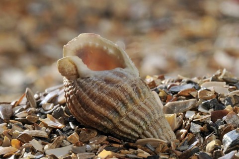 Netted dog whelk