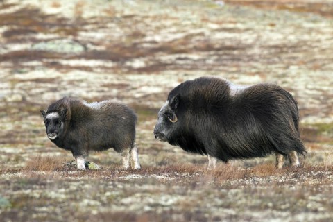 Muskox