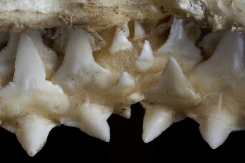 Shark upper jaw showing multiple layers of serrated teeth