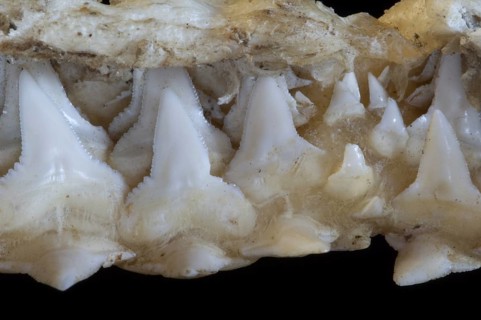 Shark upper jaw showing multiple layers of serrated teeth