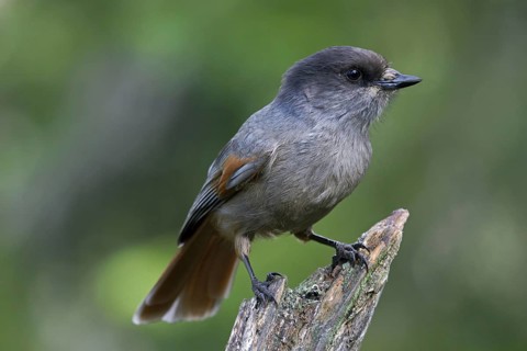 Siberian Jay