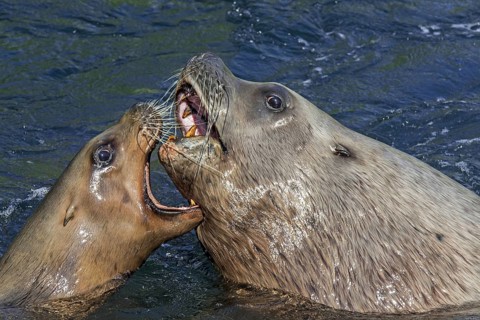 Steller sea lion