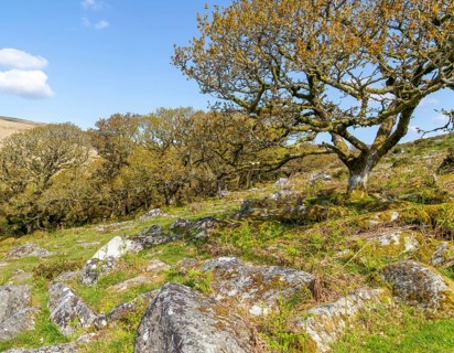 Trees and rocky boulders