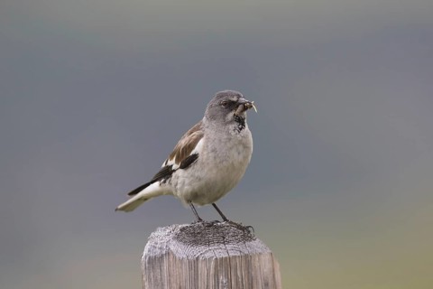 White-winged snowfinch