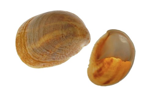 American slipper limpets