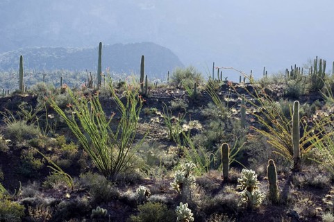 Cacti in the Sonoran desert