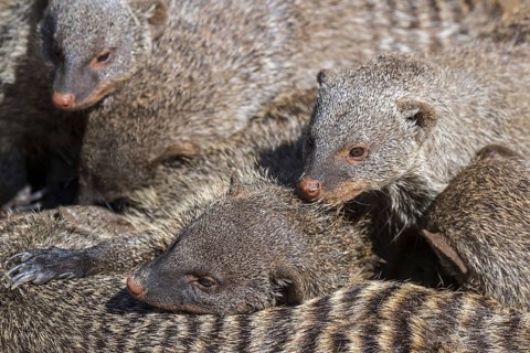 Snuggling banded mongooses