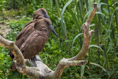 Hamerkop