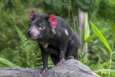Tasmanian devil