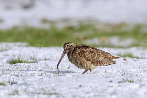 Eurasian woodcock
