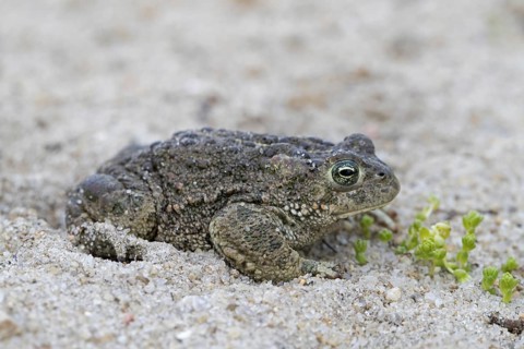 Natterjack toad
