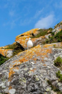 Yellow-legged gull 'Larus Michahellis. Atlantic Islands Galicia Maritime Terrestrial National Park