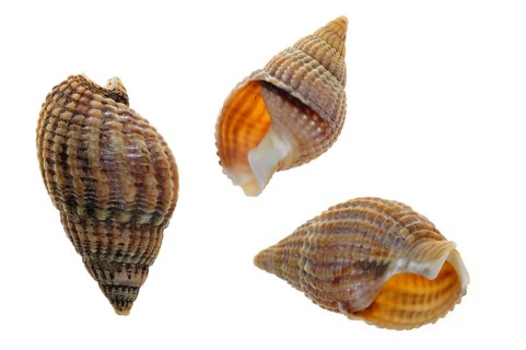 Netted dog whelk