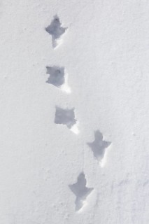 Rock ptarmigan