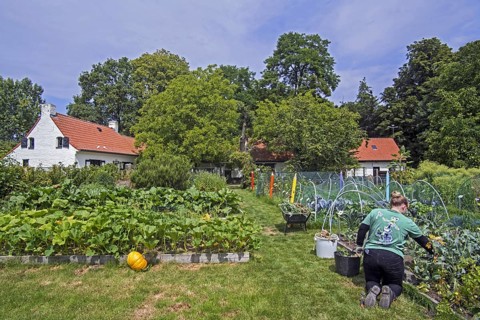 Volunteer working at vegetable garden
