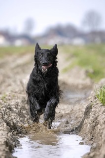 Black flat-coated retriever