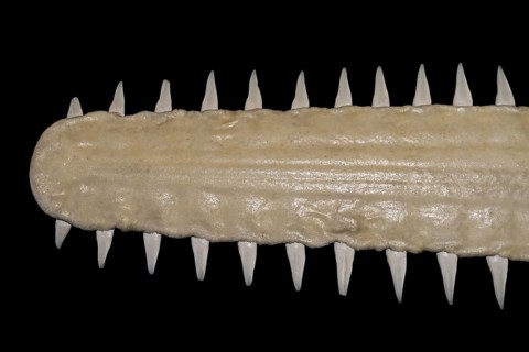 Sawfish