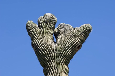 Crested Saguaro