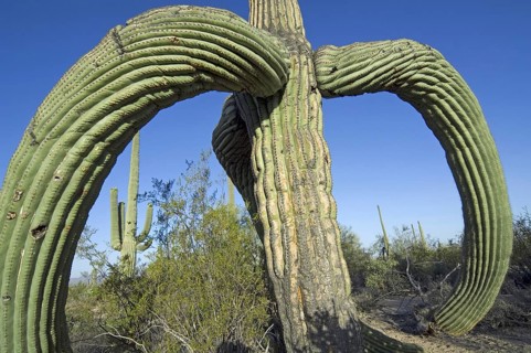Saguaro