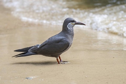 Inca tern