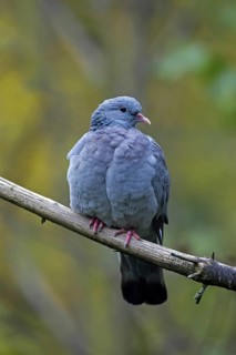 Stock dove
