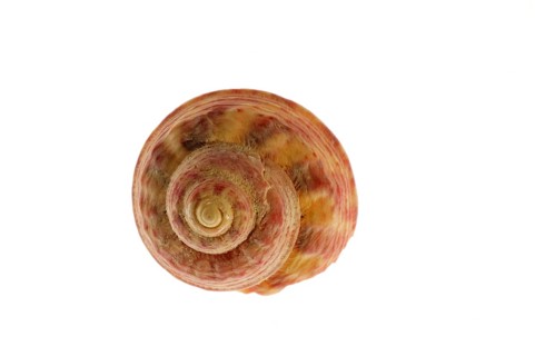 Painted top shell