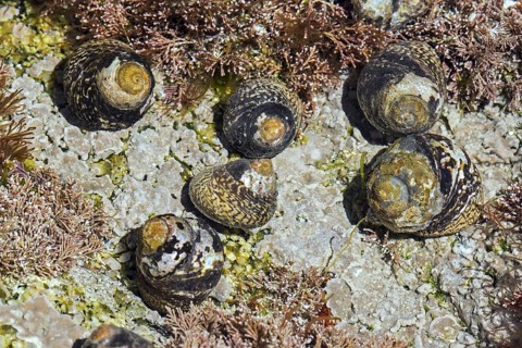 Lined top shells