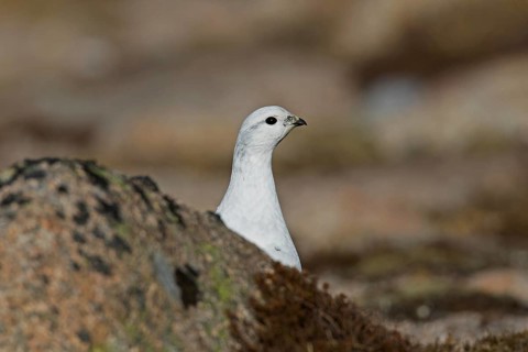 Rock ptarmigan