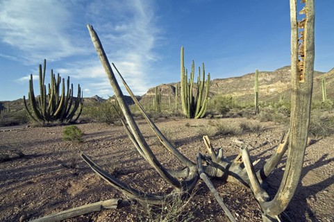 Hollow wooden skeleton of Organ pipe cactus