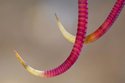 Close up of hooked spines of Barrel cactus