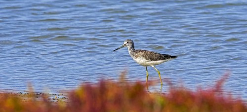 Common greenshank