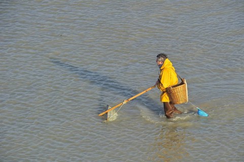 Shrimper fishing for shrimps with shrimping net along the beach at Le Treport