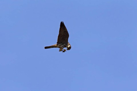 Eurasian Hobby