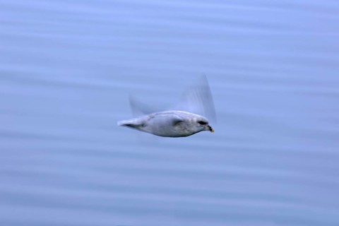 Northern fulmar