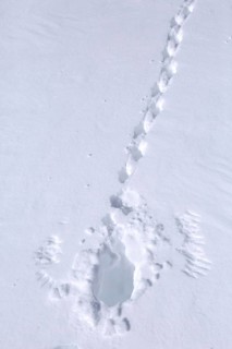 Rock ptarmigan
