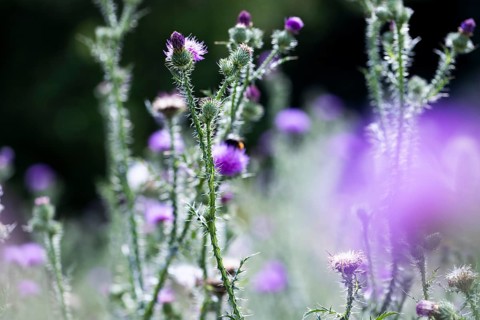 Flowering thistle
