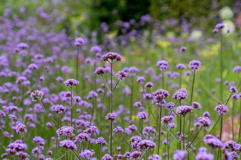 Purpletop vervain