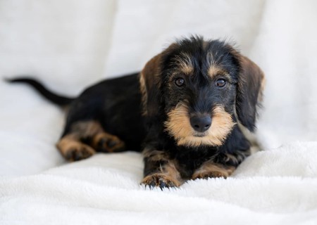 Rough-haired dachshund